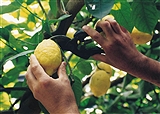 The IGP Lemon of the Amalfi Coast