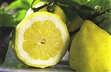 The IGP Lemon of the Amalfi Coast