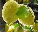The IGP Lemon of the Amalfi Coast