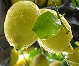 Limoncello